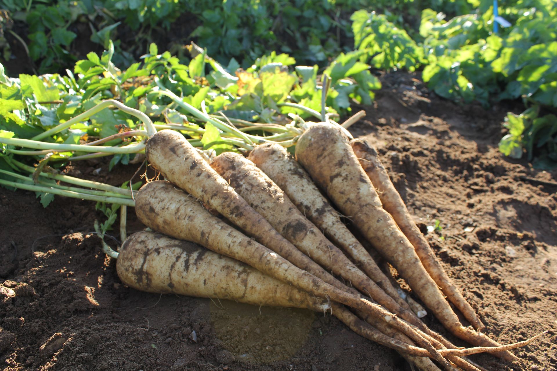 Hero