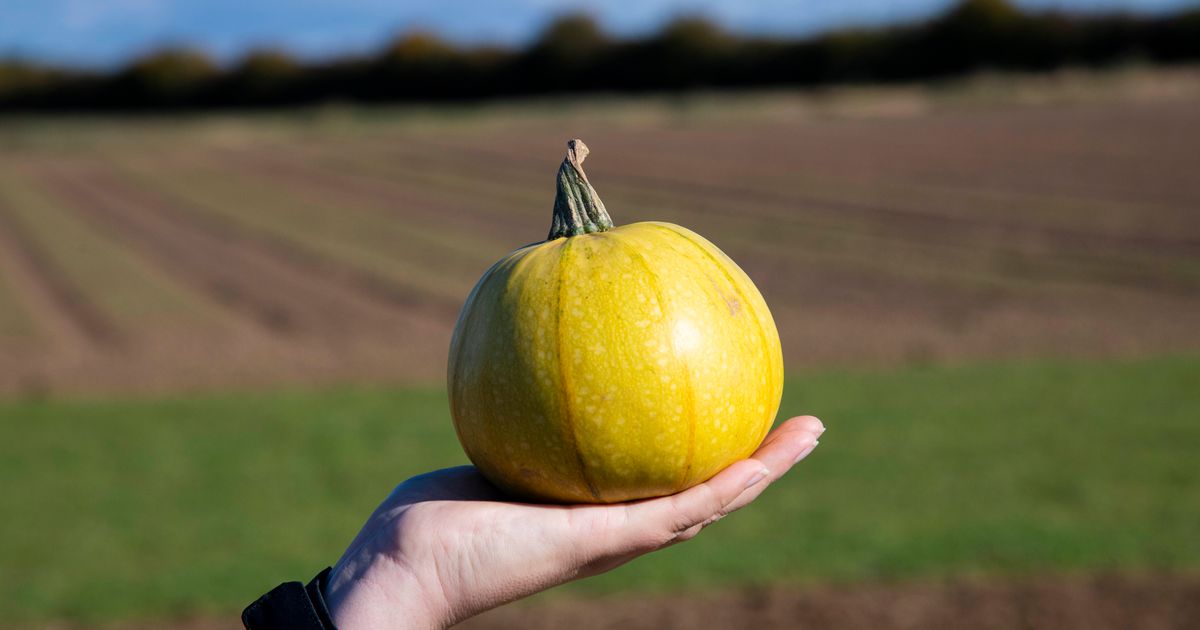 Squash | Elsoms squash seed
