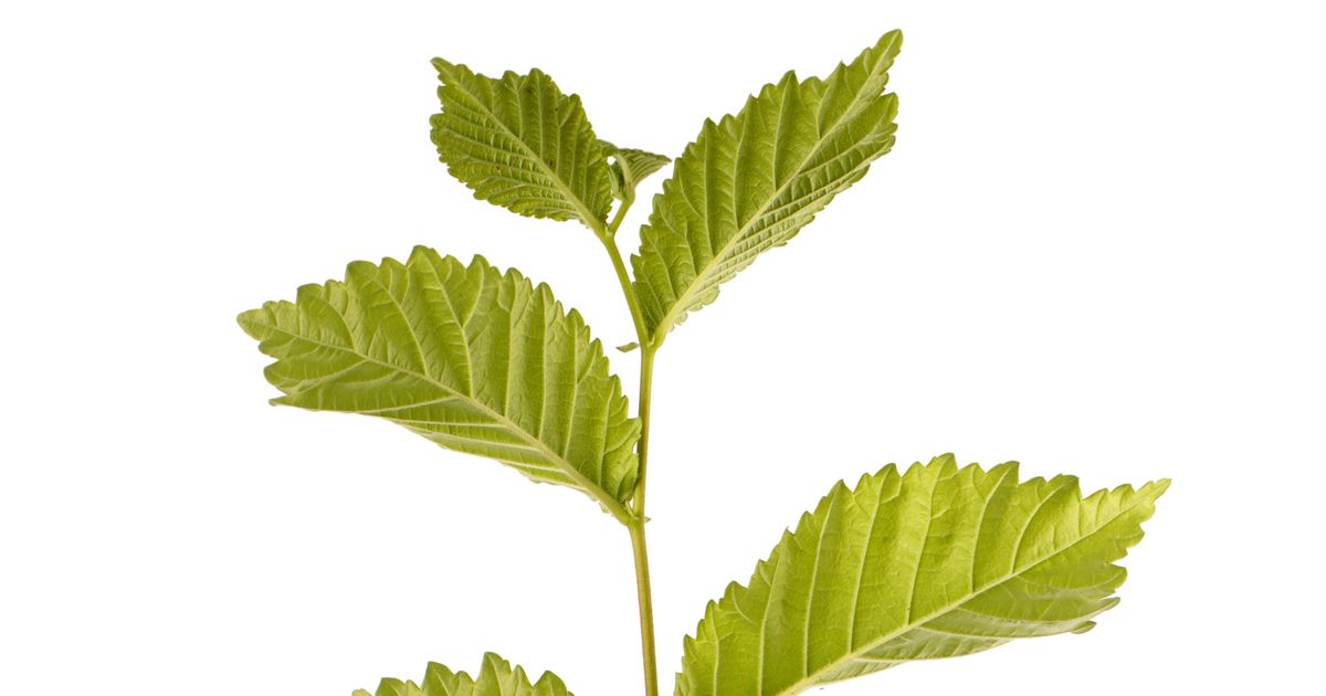 Wych Elm (Ulmus glabra) | Elsoms tree seed