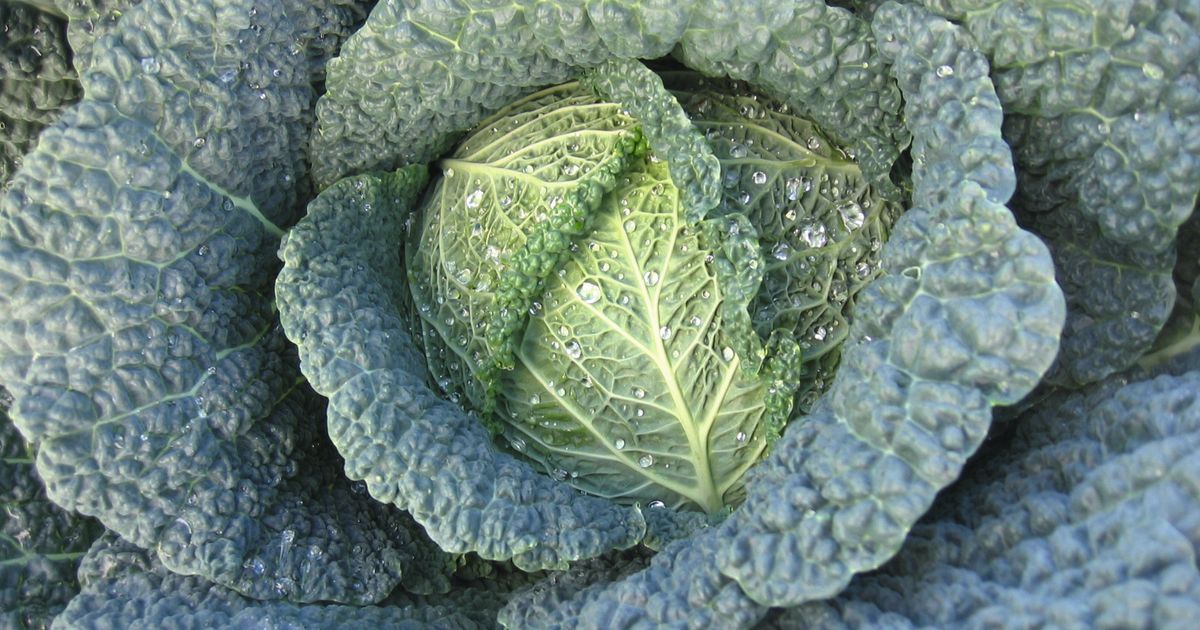 Savoy Cabbage