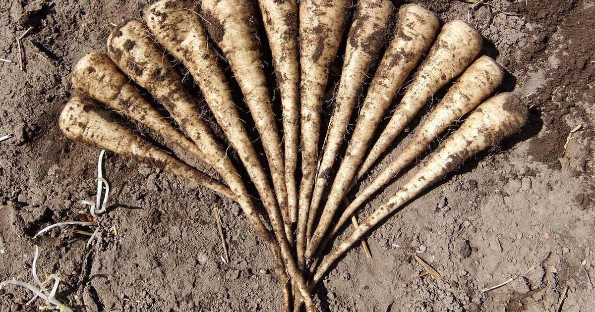 Picoder Picador Variety | Parsnip Seeds | Elsoms Seeds
