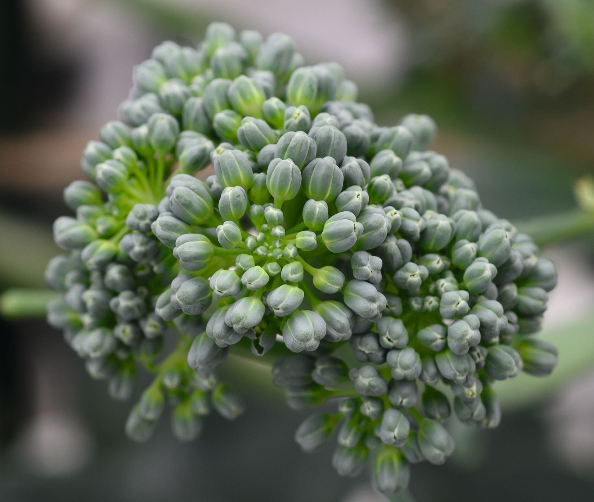 https://elsoms.com/api/media/file/sprouting-broccoli-header-1920x1624.jpg