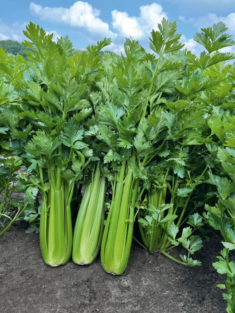 Bachata Celery salad Variety in a Field