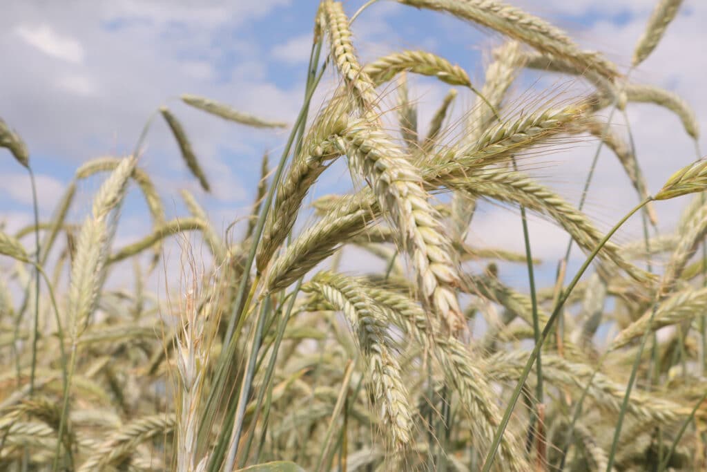 SU Perspectiv, hybrid rye variety close up photo in a field