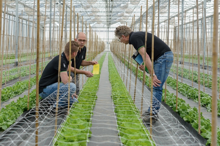 Bejo workers studying a lettuce trial