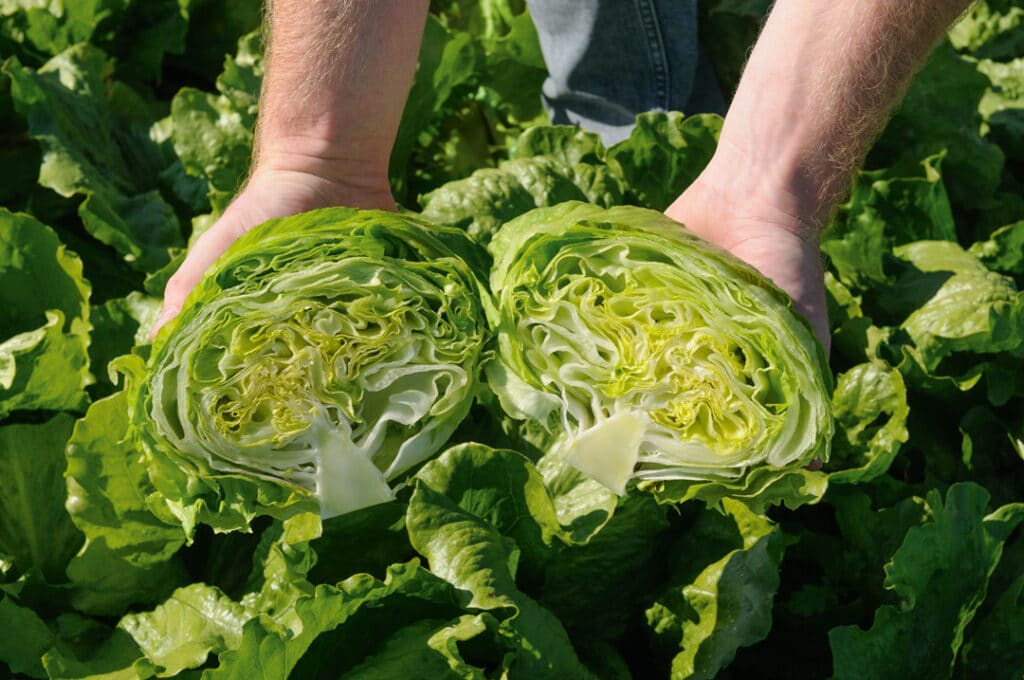 Open head of Cherie lettuce