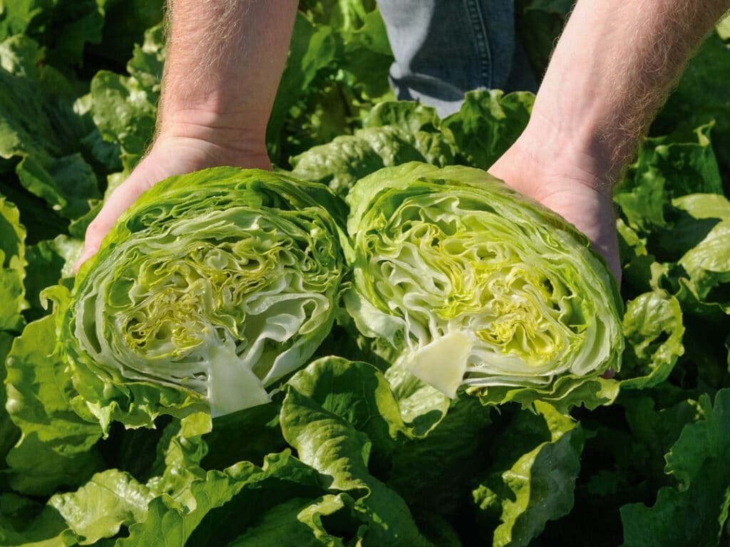 A photo of Cherice Lettuce in field