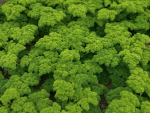 A photo of Moss Curled 2 Krausa Parsley