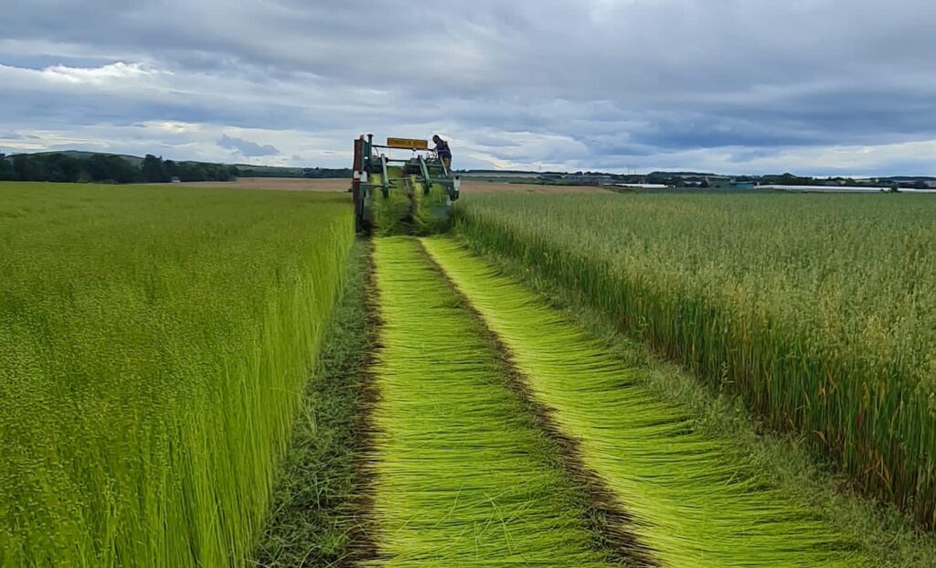 flax being pulled after retting in a field