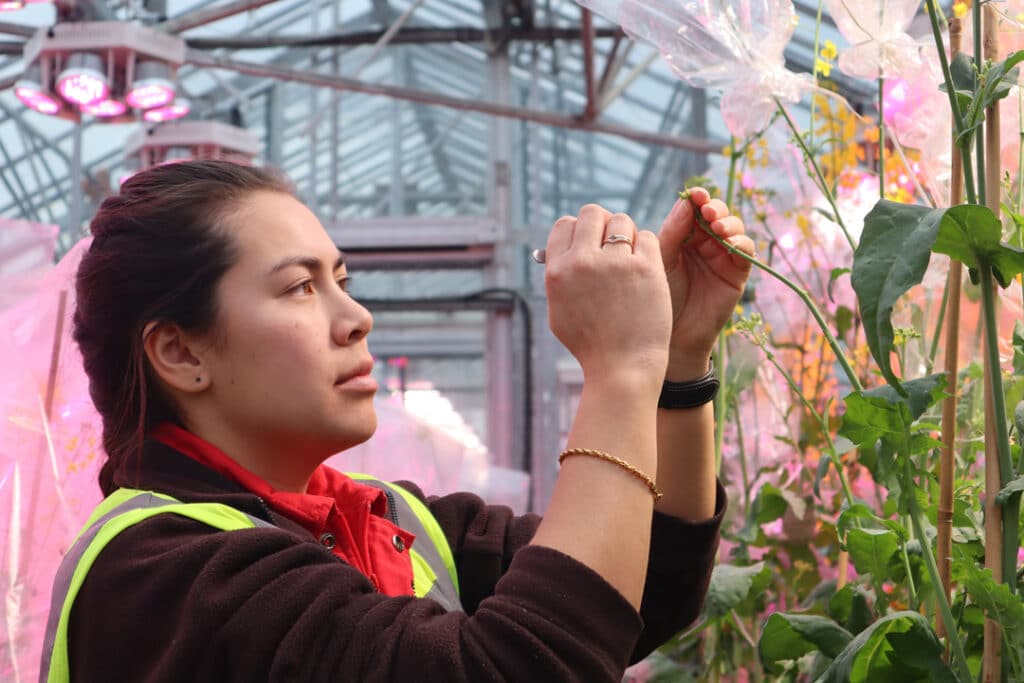 OSR plant being picked for breeding