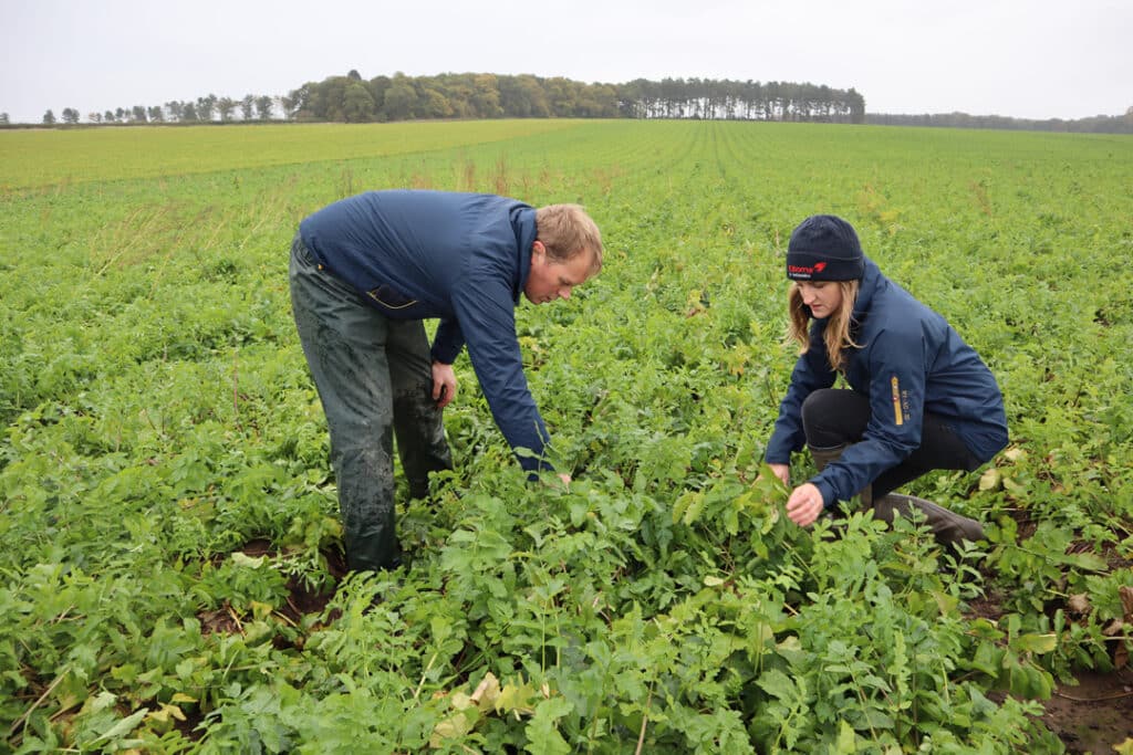 2 people inspecting a parsnip field