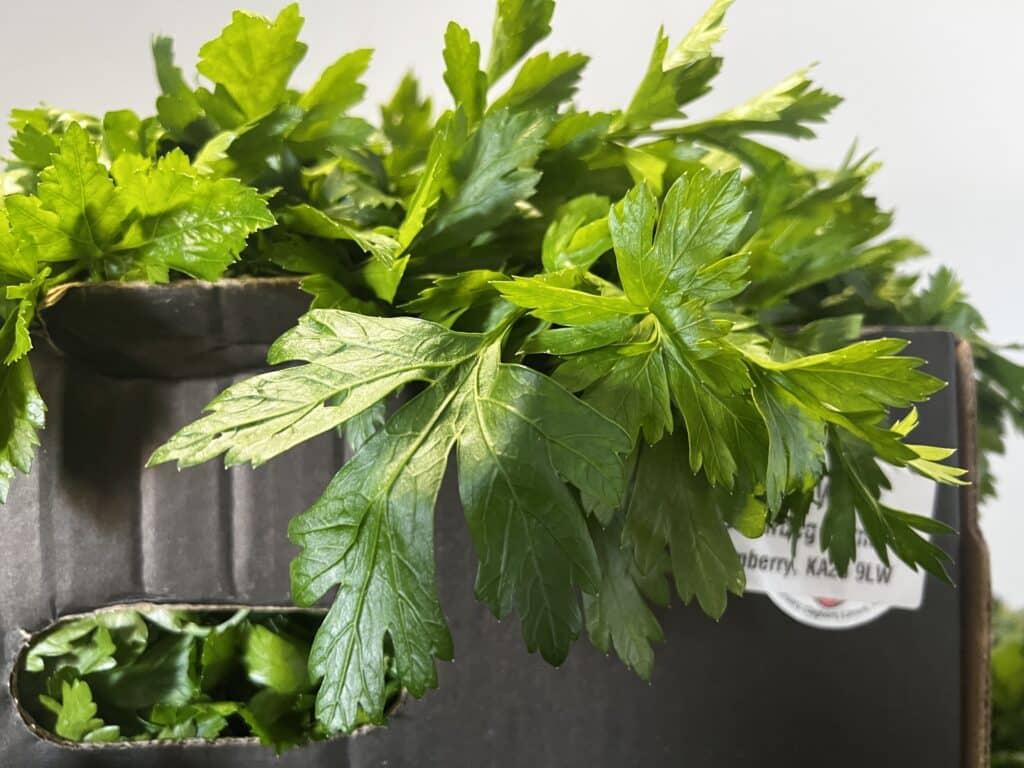 Rialto Parsley variety in a box for shipping