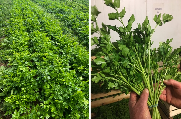 side by side image of parsley seed variety Rialto in the field and harvested in hand