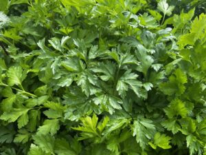 Rialto parsley variety in a field