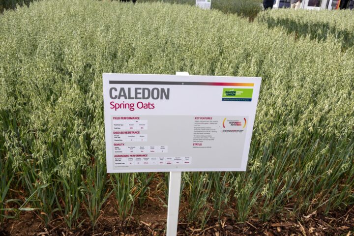 Caledon Performance Guide